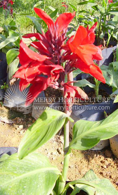 Canna thai red